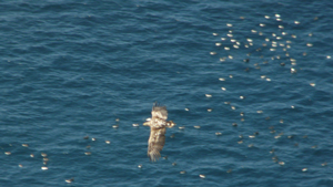 Seeadler