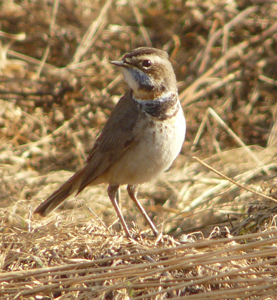 Blaukehlchen Weibchen