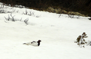 Moorschneehuhn