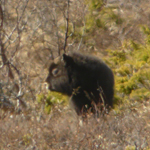 Mochusochsen Kalb