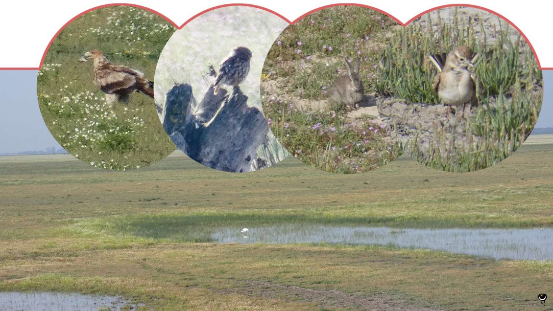Spanischer Kaiseradler; Steinkauz; Wildkaninchen, Kurzzehenlerche Spanischer Kaiseradler; Steinkauz; Wildkaninchen, Kurzzehenlerche