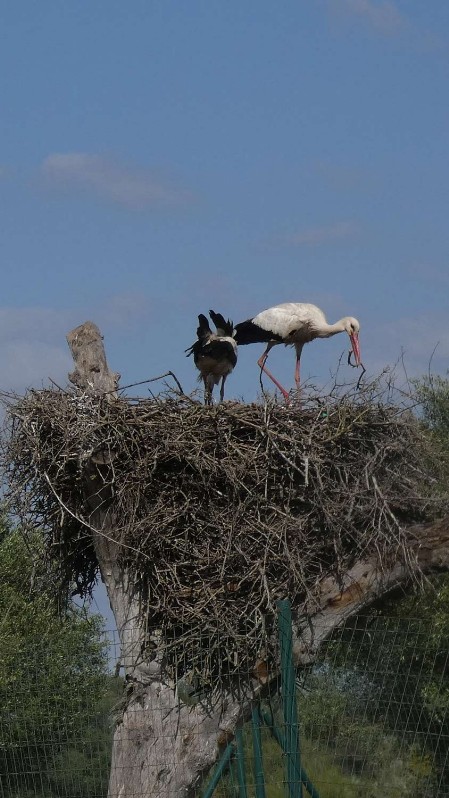 Weißstorch [Ciconia ciconia] White Stork