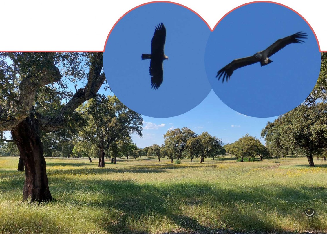 Korkeichenwald darüber Kaiseradler und Gänsegeier