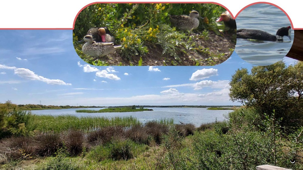 Marmelente [Marmelente], Kammbläßhuhn [Fulica cristata]