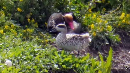 Marmelente [Marmaronetta angustirostris] Marbled Teal