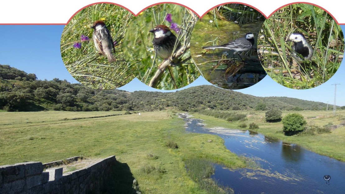 Weidensperlinge [Passer hispaniolensis] und Bachstelzen [Motacilla alba]