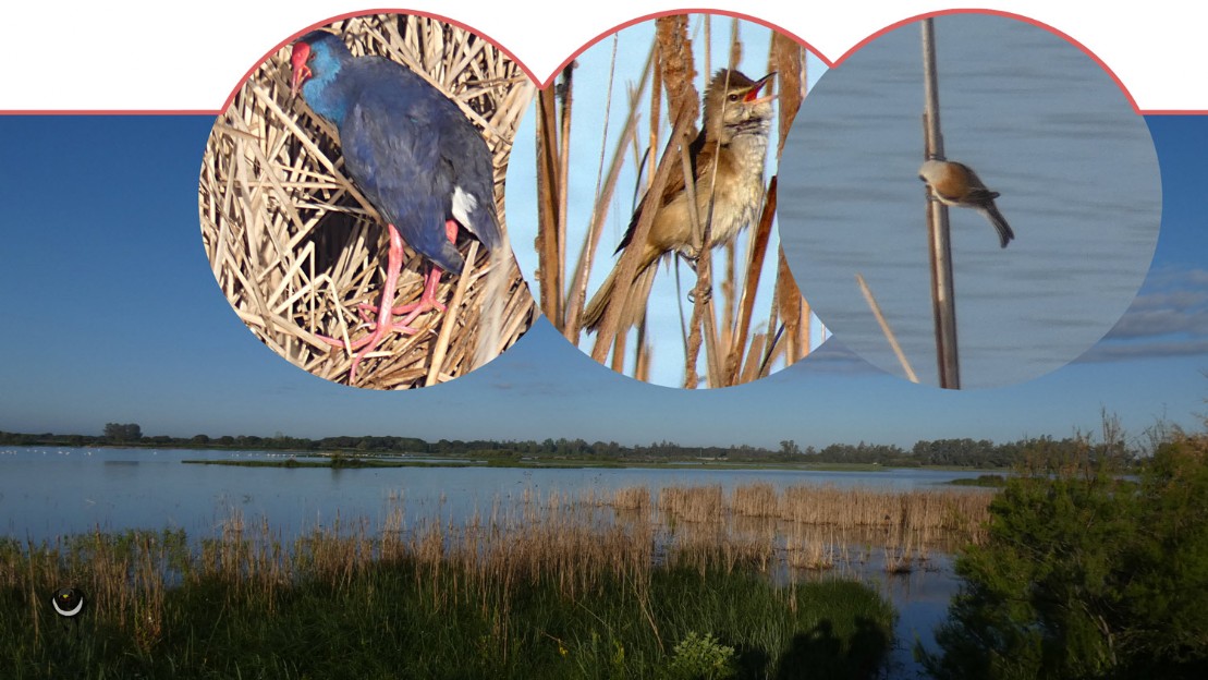Westliches Purpurhuhn, Drosselrohrsänger, Beutelmeise Westliches Purpurhuhn, Drosselrohrsänger, Beutelmeise