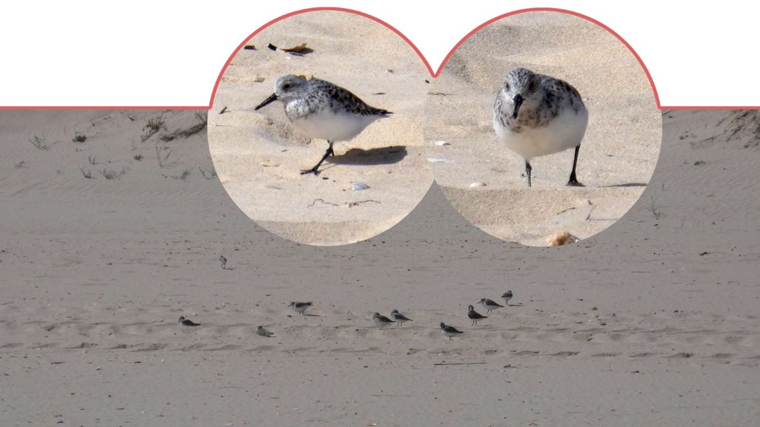 Sanderling