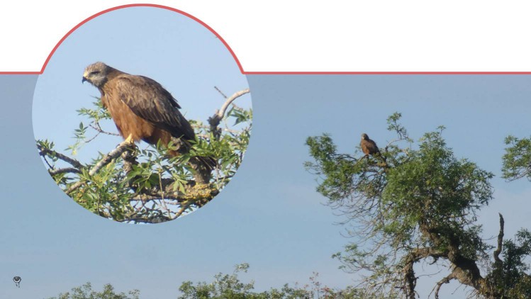 Schwarzmilan [Milvus migrans] Black Kite