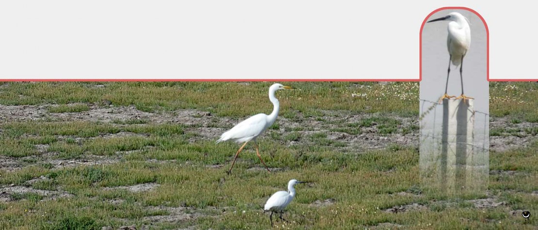 Silberreiher [Ardea alba] und Seidenreiher [Egretta garzetta]