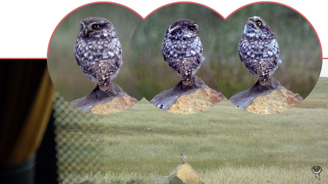 Steinkauz [Athene noctua]
