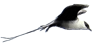 Falkenraubmöwe