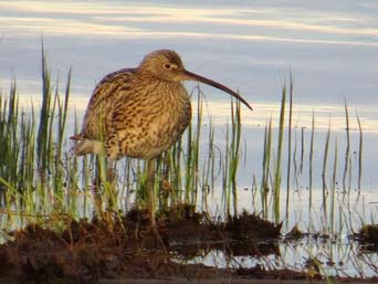 Großer Brachvogel