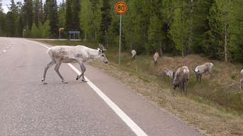 Rentiere auf der Straße