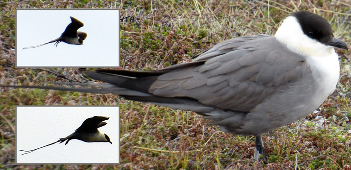 Falkenraubmwe Long-tailed jaeger[Stercorarius longicaudus] am Straenrand