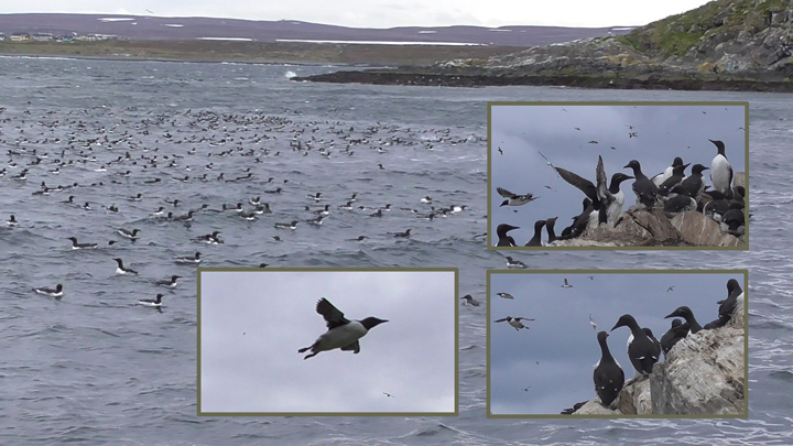 Trottellummen Common guillemot Uria aalge auf Hornoya (Auf den Bildern sind auch
Ringellummen zu sehen