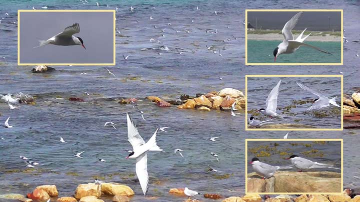 Küstenseeschwalben Arctic tern Sterna paradisaea