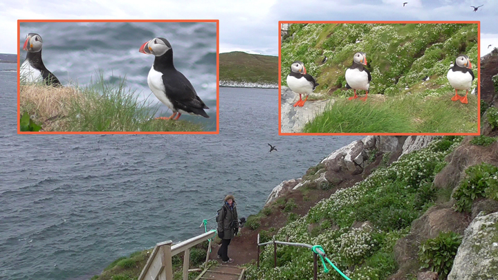 Papageitaucher Atlantic puffin Fratercula arctica auf Hornoya