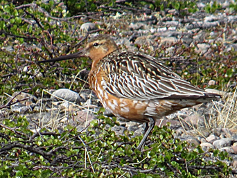 Pfuhlschnepfe Bar-tailed godwit 
[Limosa lapponica]