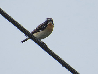 Braunkehlchen