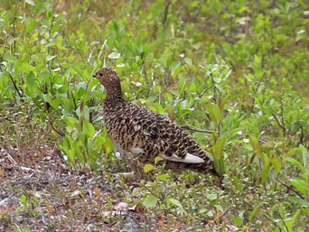 Moorschneehuhn