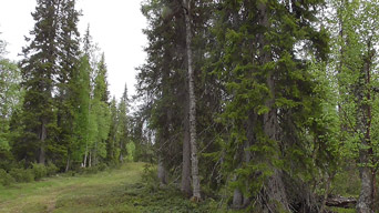 Auf der Suche nach dem Unglückshäher