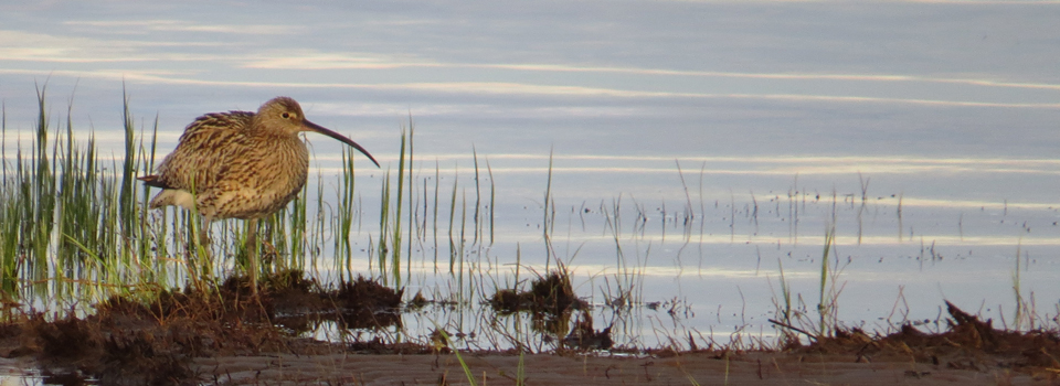 Großer Brachvogel