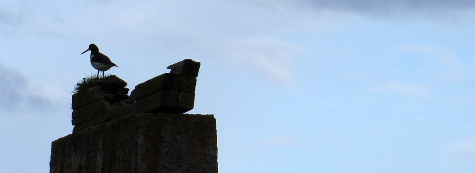 Austernfischer [Haematopus ostralegus]