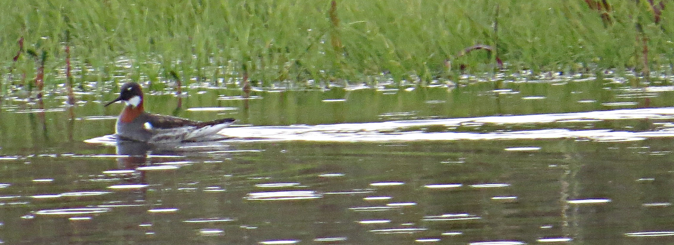 Odinshühnchen [Phalaropus lobatus]