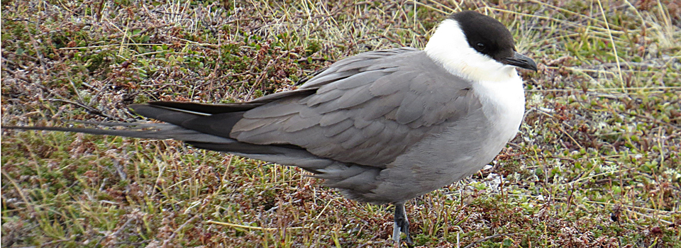 Falkenraubmüwe [Stercorarius longicaudus]