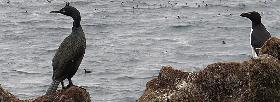 Krähenscharbe [Phalacrocorax aristotelis] und Tordalk [Alca torda] auf Hornoya