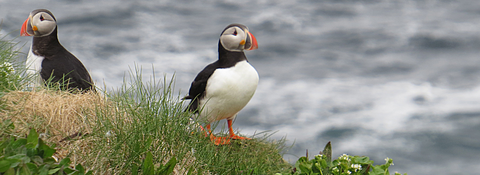 Papageitaucher [Fratercula arctica]