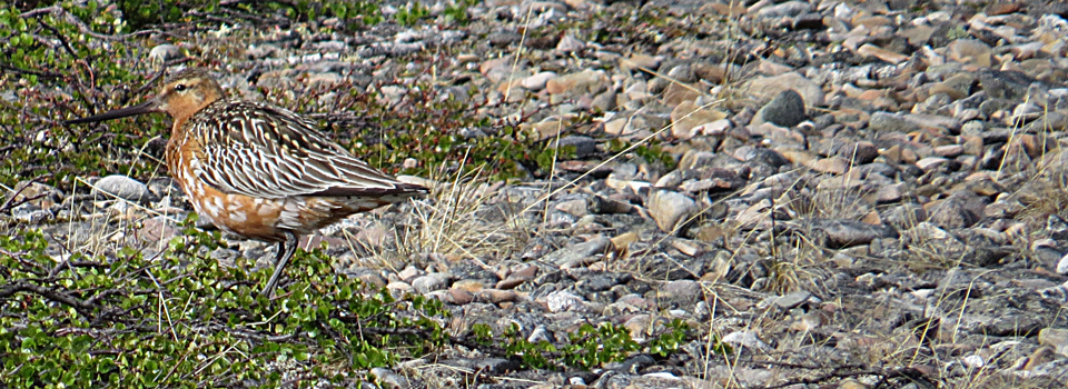 Pfuhlschnepfe [Limosa lapponica]