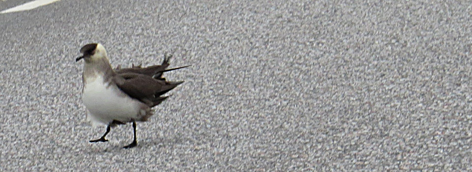 Schmarotzerraubmöwe [Stercorarius parasiticus]