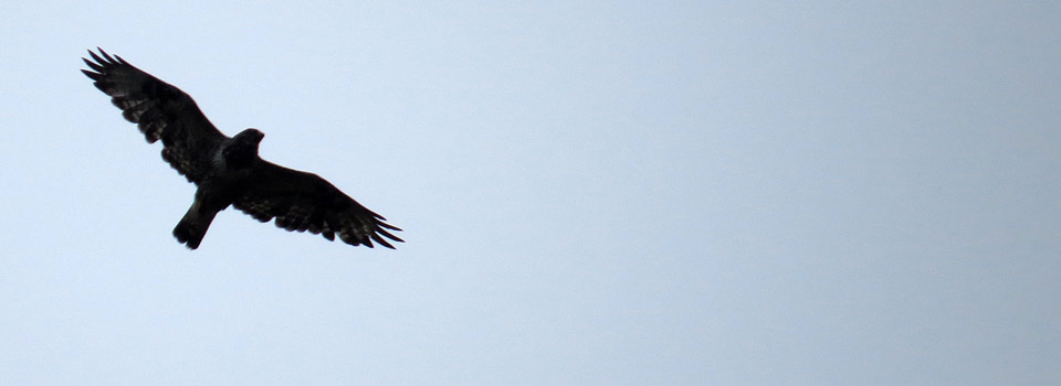 Raufußbussard [Buteo lagopus]