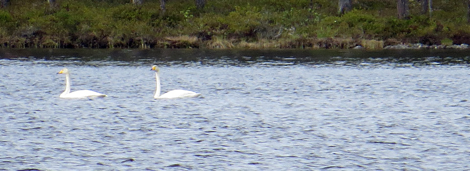 Singschwan [Cygnus cygnus]