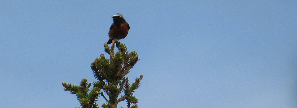 Gartenrotschwanz [Phoenicurus phoenicurus]