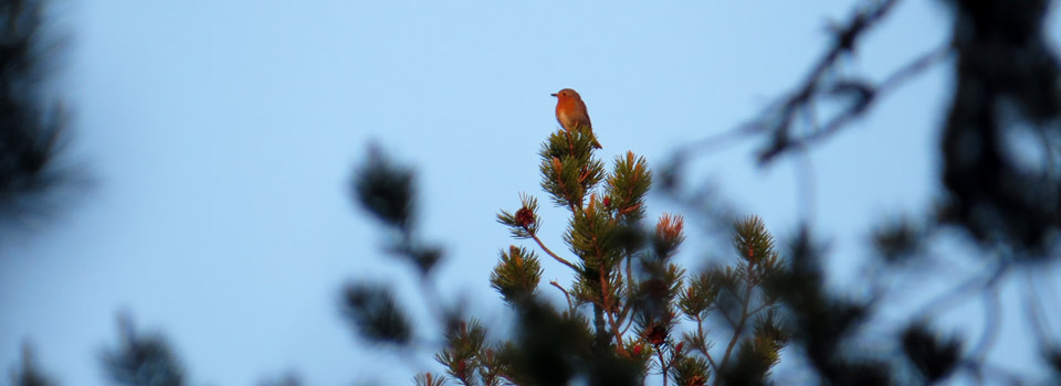 Rotkehlchen [Erithacus rubecula] in der Abedsonne