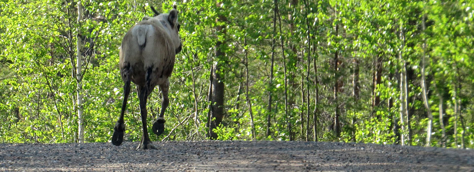 Rentier [Rangifer tarandus