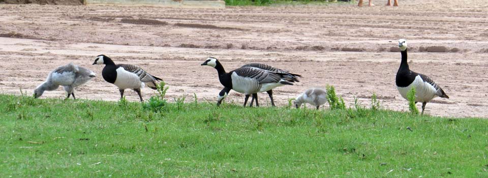 Weisswangengans [Branta leucopsis]