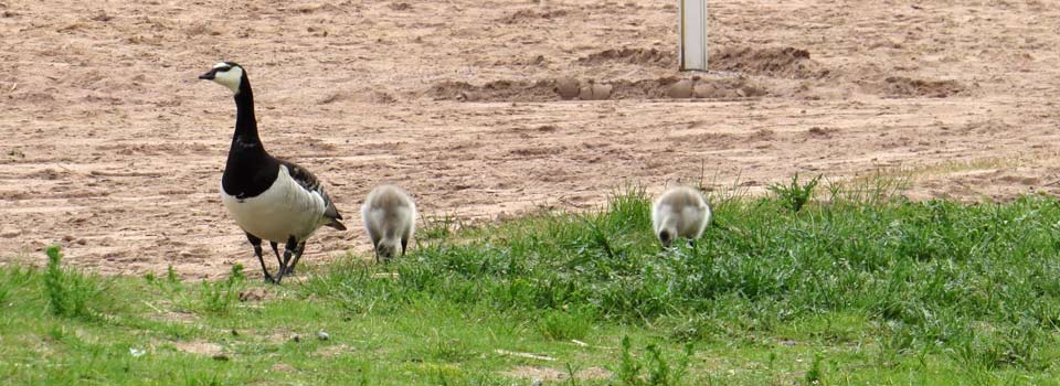 Weisswangengans [Branta leucopsis]