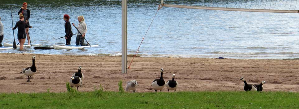 Weisswangengans [Branta leucopsis]