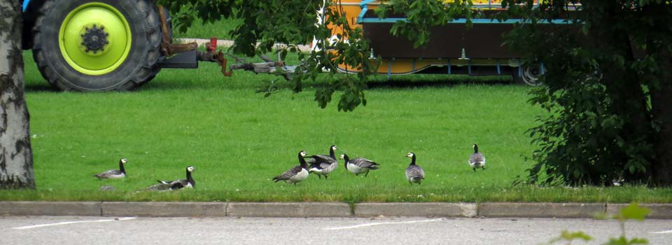 Weisswangengans [Branta leucopsis]