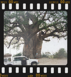 Baobab