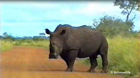 Südliches Breitmaulnashorn  