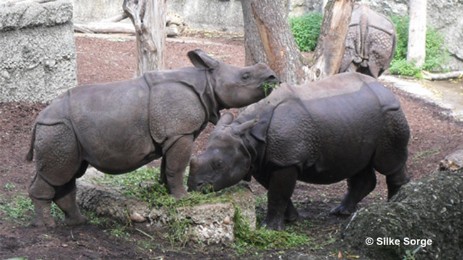 Panzernashörner im Zoo Basel