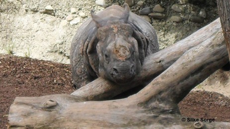 Panzernashorn im Zoo Basel