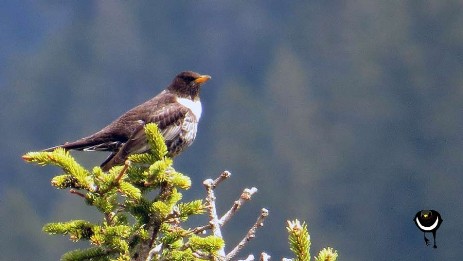 Ringdrossel im Alpenraulm [turdus torquatus alpestris]