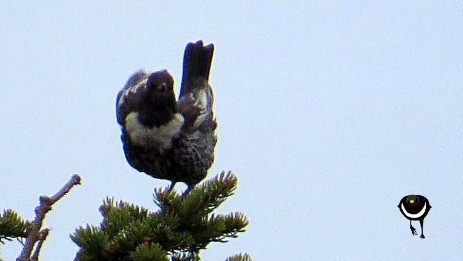 Ringdrossel im Alpenraulm [turdus torquatus alpestris]