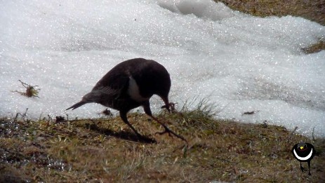 Ringdrossel im Alpenraulm [turdus torquatus alpestris]